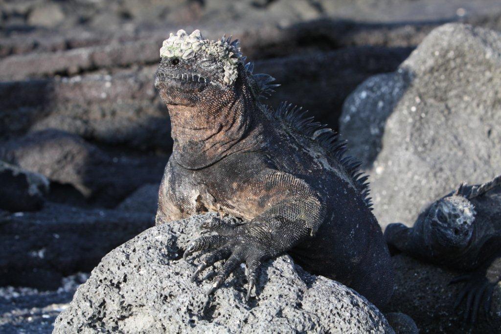 Galapagos Islands Travel - Cruises On The M Y Grace