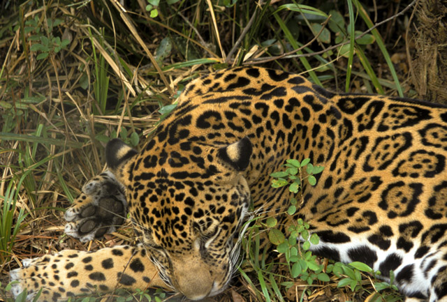 From the Belize Barrier Reef to the Rainforest