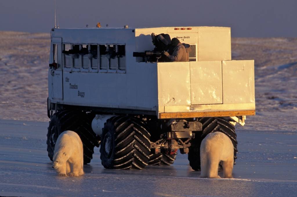 Tundra Buggy Adventurer | Churchill Polar Bear Tour